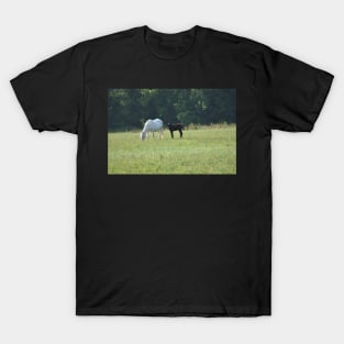 Wild Horse and Foal T-Shirt